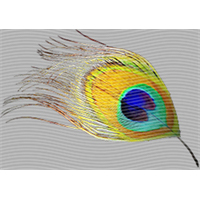 Animal Integration-DW 474